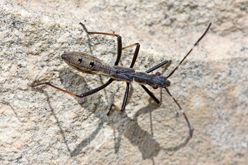 Alydidae: Micrelytra fossularum di malta